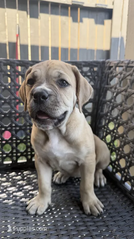 Bella – Cane Corso, Boerboel puppy for sale in Houston, TX