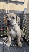 Bella, a female Cane Corso and Boerboel for sale in Houston, TX – Photo 1 of 4