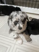 Ella , a female Miniature Australian Shepherd for sale in Elliston, MT – Photo 1 of 4