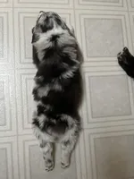 Ella , a female Miniature Australian Shepherd for sale in Elliston, MT – Photo 3 of 4