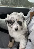 Ella , a female Miniature Australian Shepherd for sale in Elliston, MT – Photo 2 of 4