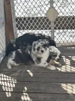 Ella , a female Miniature Australian Shepherd for sale in Elliston, MT – Photo 4 of 4