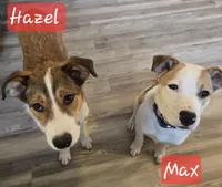 Hazel, a female Australian Shepherd and Border Collie for sale in High Ridge, MO – Photo 4 of 8