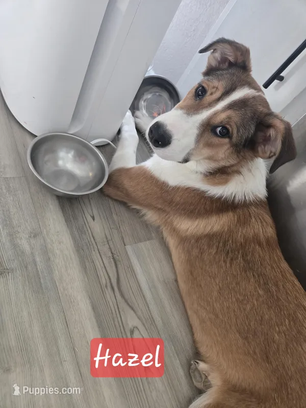 Hazel – Australian Shepherd, Border Collie puppy for sale in High Ridge, MO