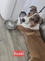 Hazel, a female Australian Shepherd and Border Collie for sale in High Ridge, MO – Photo 1 of 8