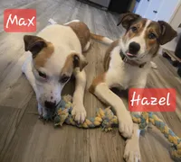 Hazel, a female Australian Shepherd and Border Collie for sale in High Ridge, MO – Photo 6 of 8