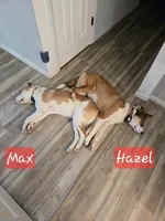 Hazel, a female Australian Shepherd and Border Collie for sale in High Ridge, MO – Photo 2 of 8