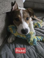 Hazel, a female Australian Shepherd and Border Collie for sale in High Ridge, MO – Photo 5 of 8