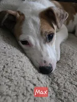 Max, a male Australian Shepherd and Border Collie for sale in High Ridge, MO – Photo 7 of 9