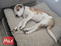 Max, a male Australian Shepherd and Border Collie for sale in High Ridge, MO – Photo 8 of 9