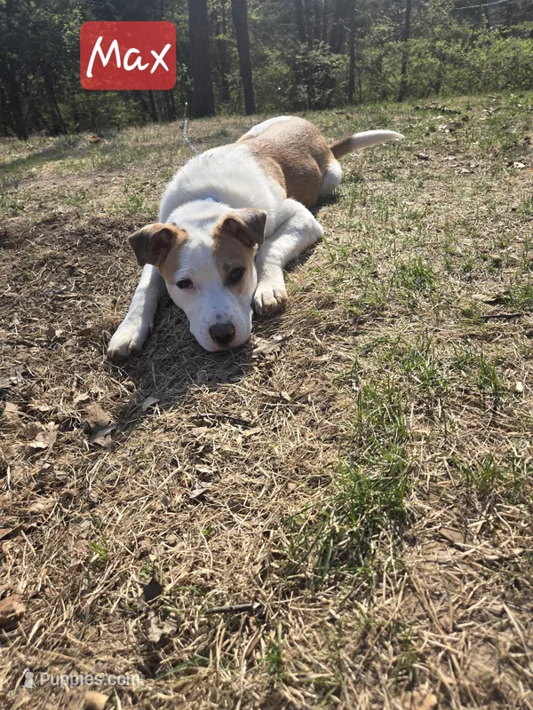 Max – Australian Shepherd, Border Collie puppy for sale in High Ridge, MO