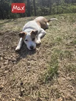 Max, a male Australian Shepherd and Border Collie for sale in High Ridge, MO – Photo 1 of 9