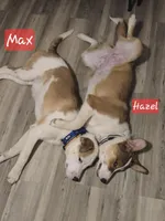 Max, a male Australian Shepherd and Border Collie for sale in High Ridge, MO – Photo 2 of 9