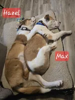 Max, a male Australian Shepherd and Border Collie for sale in High Ridge, MO – Photo 3 of 9