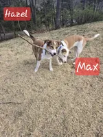 Max, a male Australian Shepherd and Border Collie for sale in High Ridge, MO – Photo 9 of 9