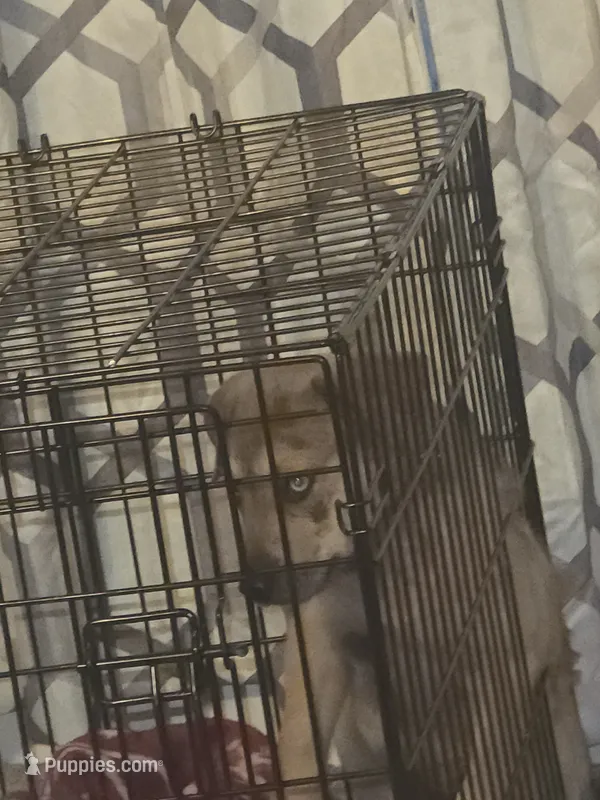 Blue – Boxer, Great Dane puppy for sale in Round Rock, TX