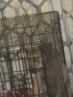Blue, a male Boxer and Great Dane for sale in Round Rock, TX – 1 of 10