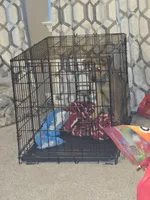 Blue, a male Boxer and Great Dane for sale in Round Rock, TX – 2 of 10