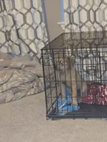 Blue, a male Boxer and Great Dane for sale in Round Rock, TX – 6 of 10