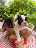 Black and White Female, a female French Bulldog for sale in Clinton, OK – 2 of 3