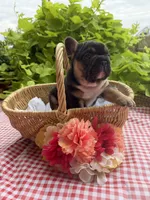 Black Tri Male, a male French Bulldog for sale in Clinton, OK – 4 of 4