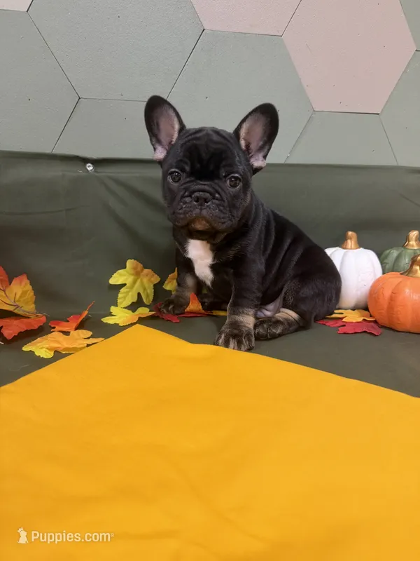 Black Tri Male – French Bulldog puppy for sale in Clinton, OK