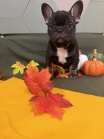 Black Tri Male, a male French Bulldog for sale in Clinton, OK – 4 of 4