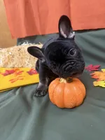 Black Tri Male, a male French Bulldog for sale in Clinton, OK – 3 of 4