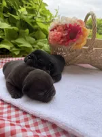 Chocolate Male, a male French Bulldog for sale in Clinton, OK – 3 of 4