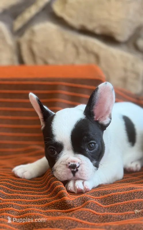 Black and White Female – French Bulldog puppy for sale in Clinton, OK