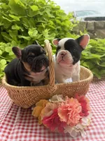 Black Tri Male, a male French Bulldog for sale in Clinton, OK – 2 of 4