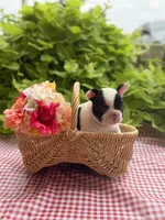 Black and White Female, a female French Bulldog for sale in Clinton, OK – 1 of 3