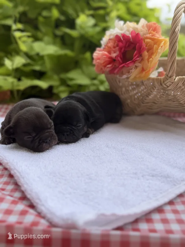 Black Tri Male – French Bulldog puppy for sale in Clinton, OK