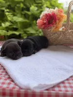 Black Tri Male, a male French Bulldog for sale in Clinton, OK – 1 of 4