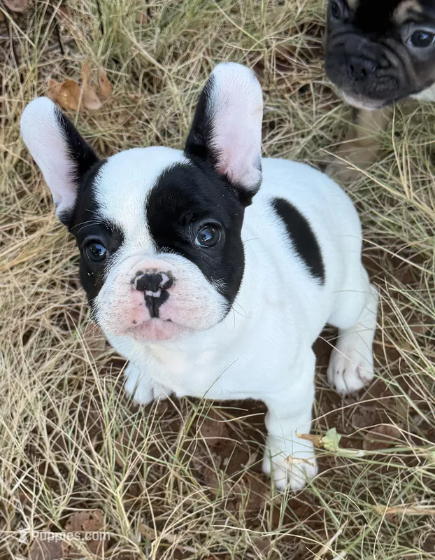 Black and White Female – French Bulldog puppy for sale in Clinton, OK