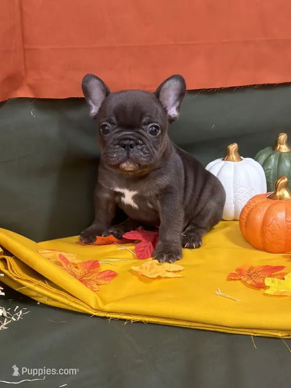 Male – French Bulldog puppy for sale in Clinton, OK