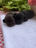 Chocolate Male, a male French Bulldog for sale in Clinton, OK – 1 of 4