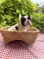 Black and White Female, a female French Bulldog for sale in Clinton, OK – 3 of 3