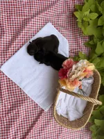 Black Tri Male, a male French Bulldog for sale in Clinton, OK – 4 of 4