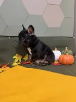 Black Tri Male, a male French Bulldog for sale in Clinton, OK – 2 of 4