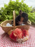 Black Tri Male, a male French Bulldog for sale in Clinton, OK – 3 of 4