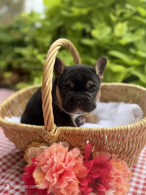 Black Tri Male – French Bulldog puppy for sale in Clinton, OK