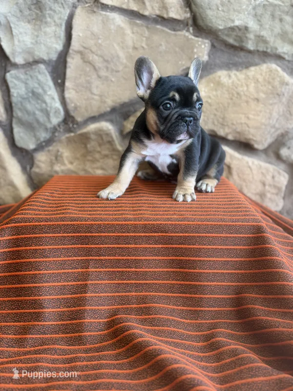 Black Tri Male – French Bulldog puppy for sale in Clinton, OK