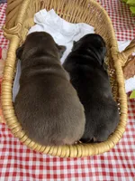 Chocolate Male, a male French Bulldog for sale in Clinton, OK – 2 of 4