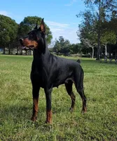 AKC Registered Full European Doberman Pinscher - Female, a  Doberman Pinscher for sale in Miami, FL – 9 of 10