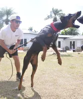 AKC Registered Full European Dobermann Pinscher - Female, a female Doberman Pinscher for sale in Miami, FL – 8 of 10