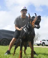 AKC Registered Full European Dobermann Pinscher - Female, a female Doberman Pinscher for sale in Miami, FL – 9 of 10