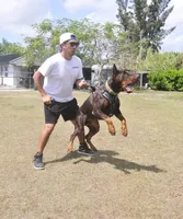 AKC Registered Full European Dobermann Pinscher - Male, a male Doberman Pinscher for sale in Miami, FL – 6 of 10