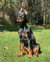 AKC Registered Full European Dobermann Pinscher - Male, a male Doberman Pinscher for sale in Miami, FL – 1 of 10