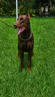 AKC Full Euro Doberman Pups  - Male, a  Doberman Pinscher for sale in Miami, FL – 8 of 10